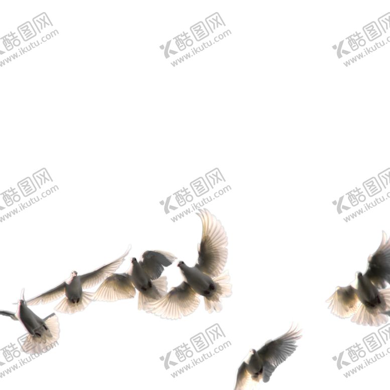 编号：58278307030436003260【酷图网】源文件下载-飞翔的鸽子