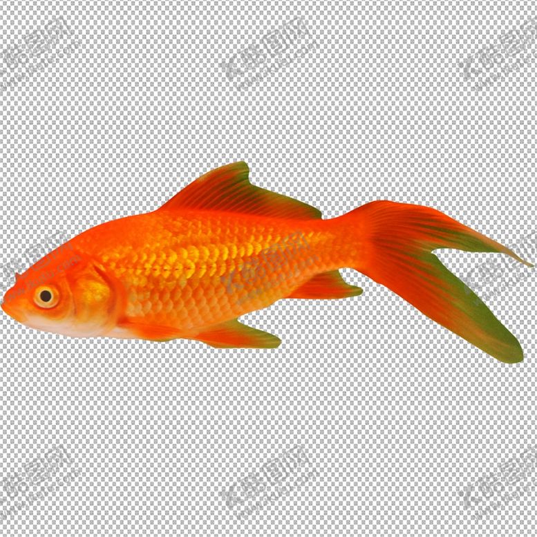 编号：12446609241730403252【酷图网】源文件下载-金鱼