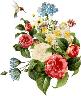 菊花素材