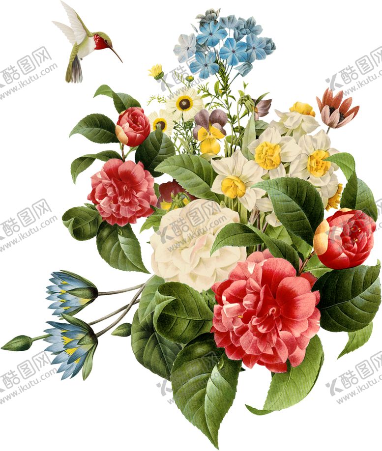 编号：96010105021537061734【酷图网】源文件下载-菊花素材