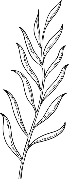 树枝叶素描绘画黑白线条