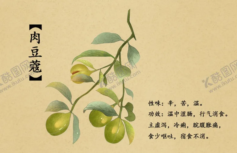 编号：89392212090611498224【酷图网】源文件下载-肉豆蔻手绘