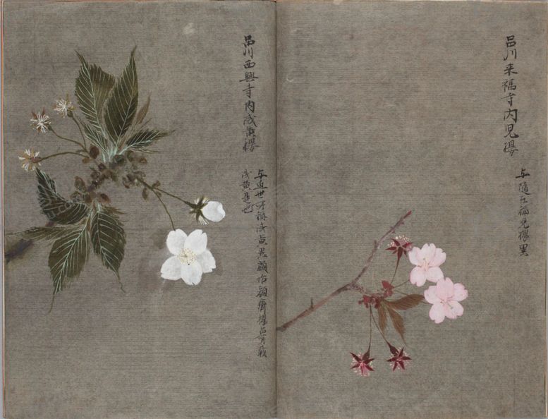 编号：25366803272352342669【酷图网】源文件下载-樱花