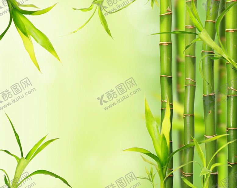 编号：62034910052201029727【酷图网】源文件下载-竹子