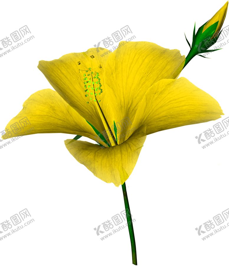 编号：90199210090323431012【酷图网】源文件下载-花素材