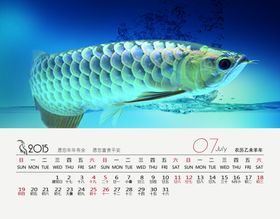 金龙鱼水族观赏鱼壁纸