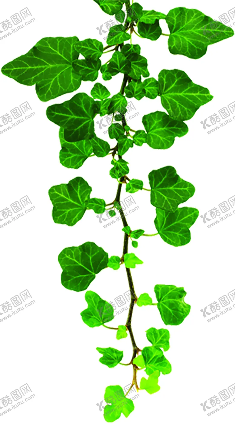 编号：74968407010549217448【酷图网】源文件下载-植物
