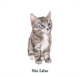 矢量猫