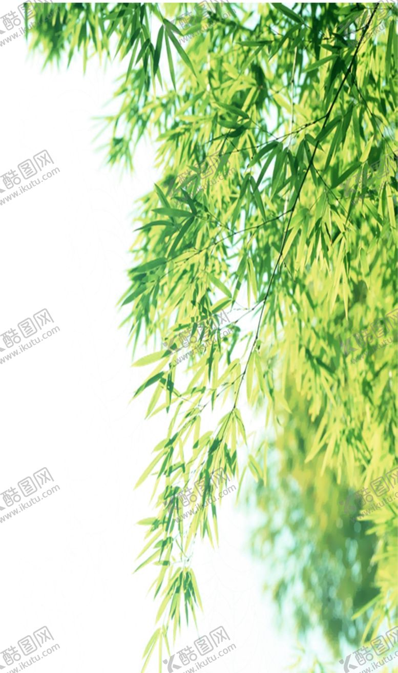 编号：39638706160019045319【酷图网】源文件下载-柳枝