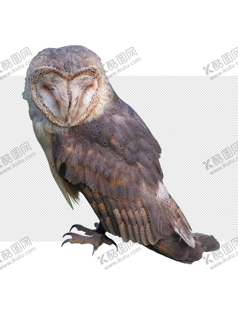 编号：32373205131340231103【酷图网】源文件下载-猫头鹰