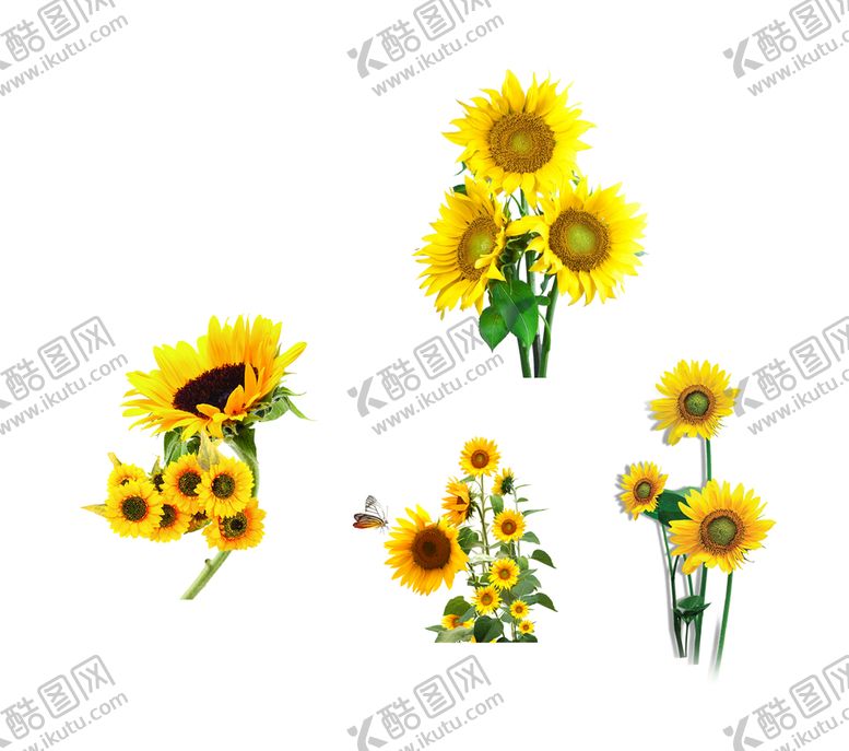 编号：80974109262351547945【酷图网】源文件下载-向日葵