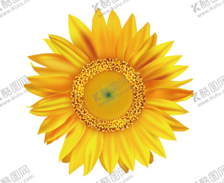 编号：64527309232146453374【酷图网】源文件下载-矢量向日葵