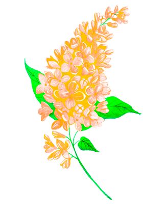花素材