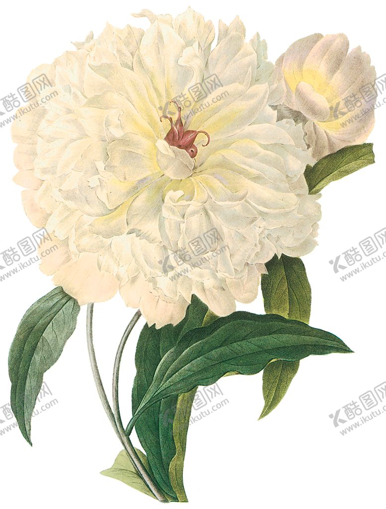 编号：92633910120038031596【酷图网】源文件下载-植物花卉油画装饰画