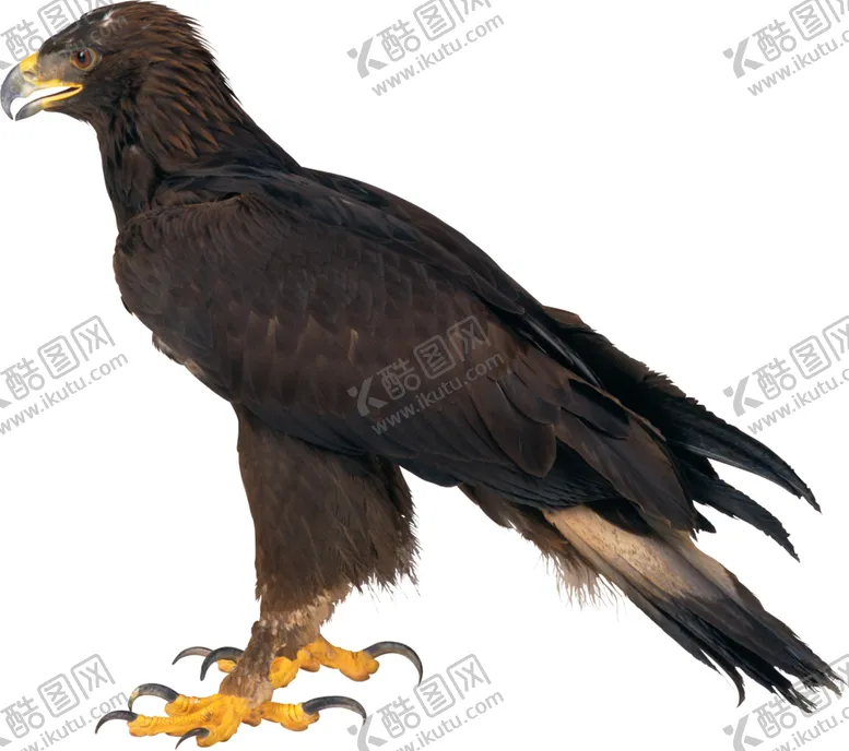 编号：64057704271007063573【酷图网】源文件下载-老鹰