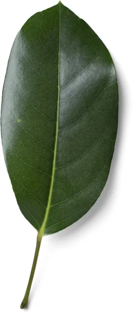 树叶植物装饰子
