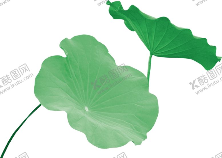 编号：10895306151055383681【酷图网】源文件下载-荷花荷叶