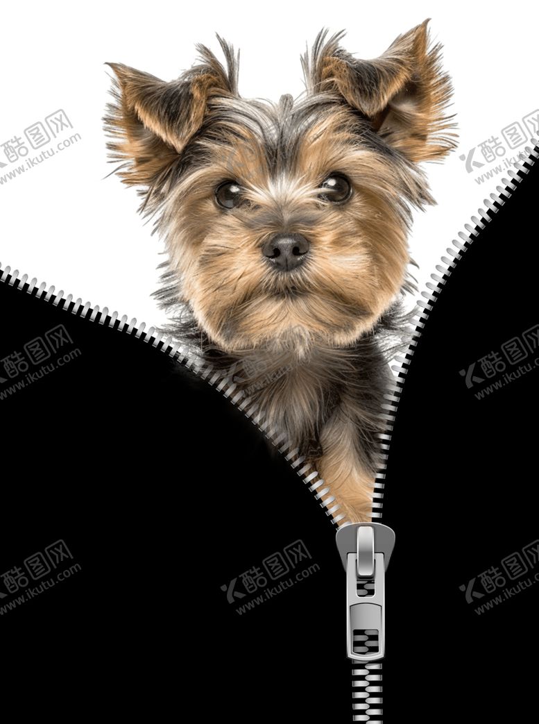 编号：10497504031539368130【酷图网】源文件下载-拉链中探出脑袋的可爱小狗