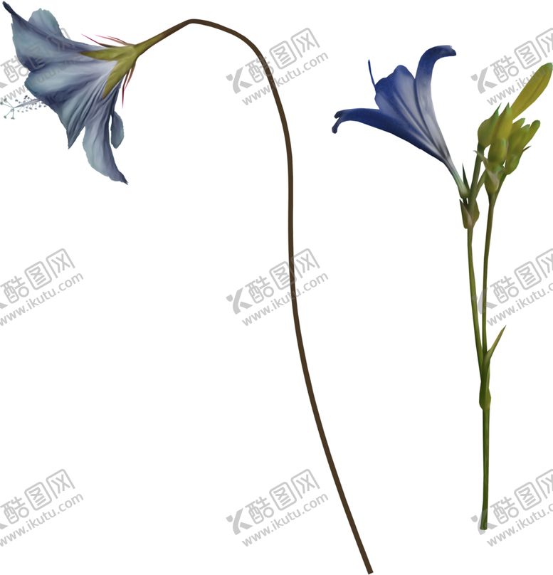 编号：27949307121241014601【酷图网】源文件下载-风铃草