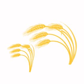 小麦