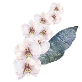 夏日热带水彩花朵