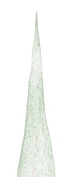 北欧小清新水彩植物图案