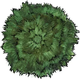 手绘植物