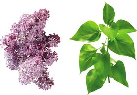 丁香花