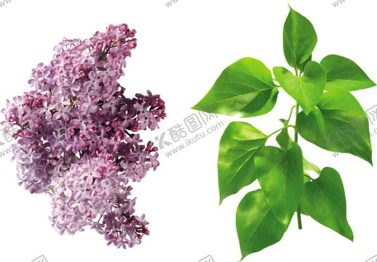 编号：52341405111611221213【酷图网】源文件下载-丁香花
