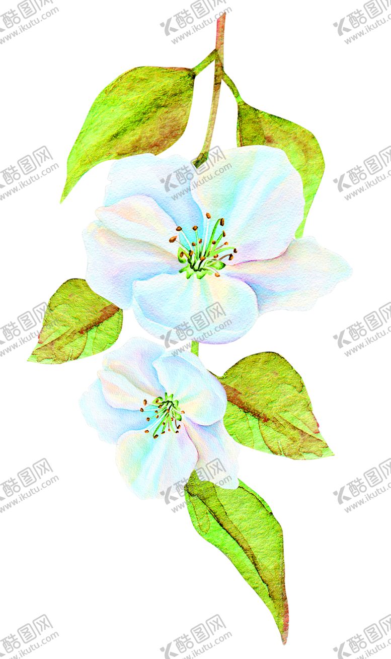 编号：42095109271927306373【酷图网】源文件下载-花素材