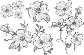 手绘花插画