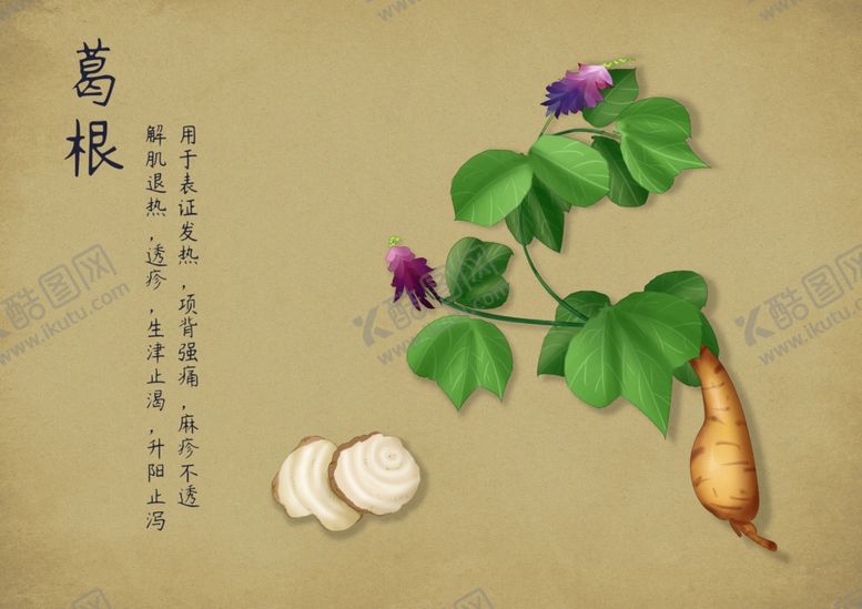 编号：75454802260323296996【酷图网】源文件下载-药材图谱