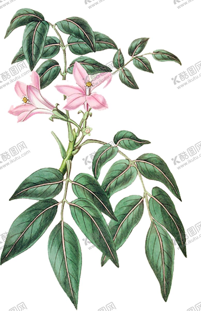 编号：27955009151523372939【酷图网】源文件下载-绿色相框