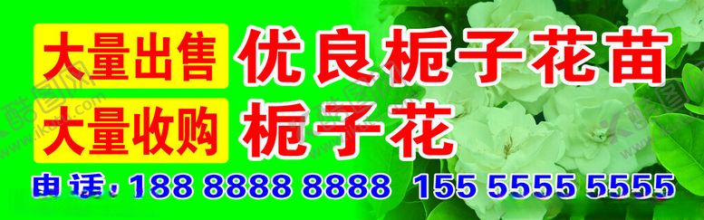 编号：65454302090643037844【酷图网】源文件下载-栀子花