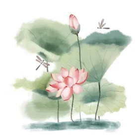 荷花莲设计六月背景莲摄影