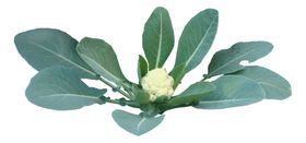 蔬菜图片
