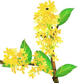 手绘桂花png免抠素材茶树设计海报卡通
