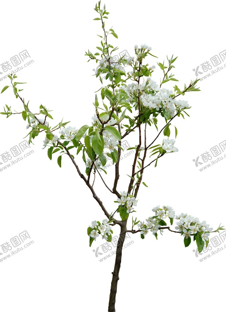 编号：59435409111501564604【酷图网】源文件下载-开花的树木素材