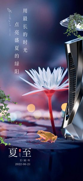 夏日睡莲绽放之美