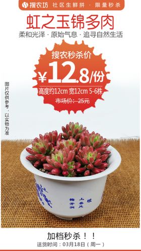 虹之玉锦多肉秒杀