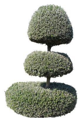 手绘卡通绿色小清新植物树木免扣