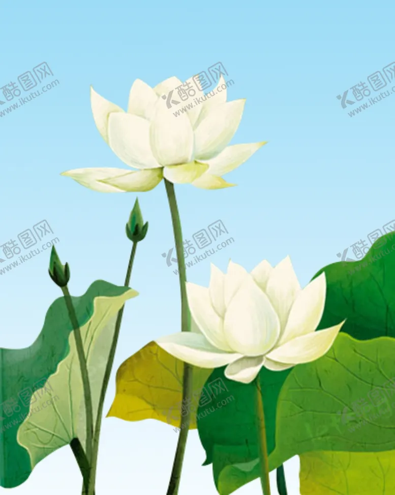 编号：31164807010159176324【酷图网】源文件下载-手绘荷花