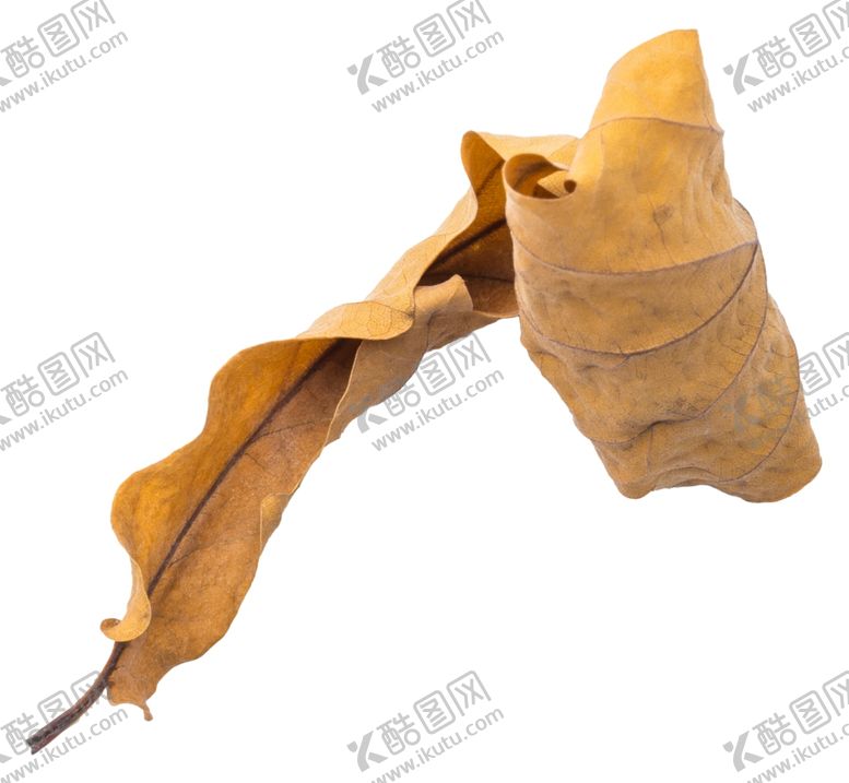 编号：62611310131537144888【酷图网】源文件下载-树叶