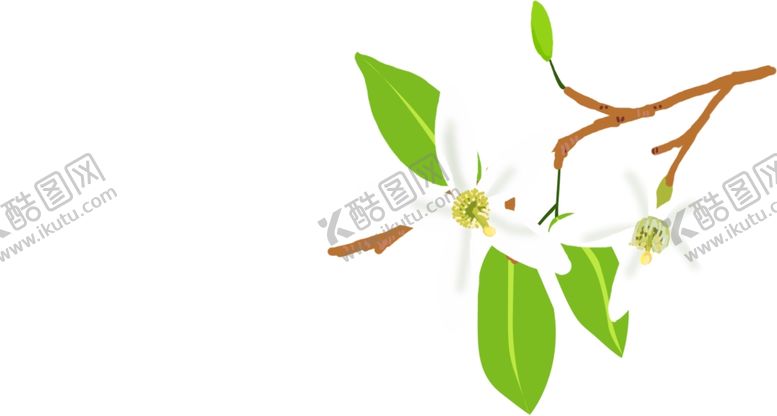编号：92030902091758576890【酷图网】源文件下载-柑橘花插画psd分层平面图