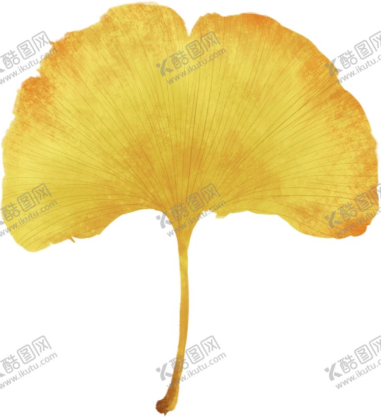 编号：78323302110942086436【酷图网】源文件下载-银杏叶