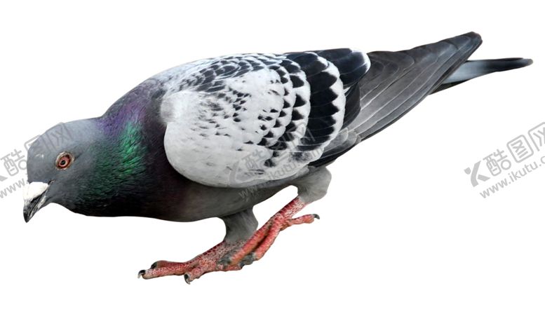 编号：99164210132233174264【酷图网】源文件下载-啄食鸽子