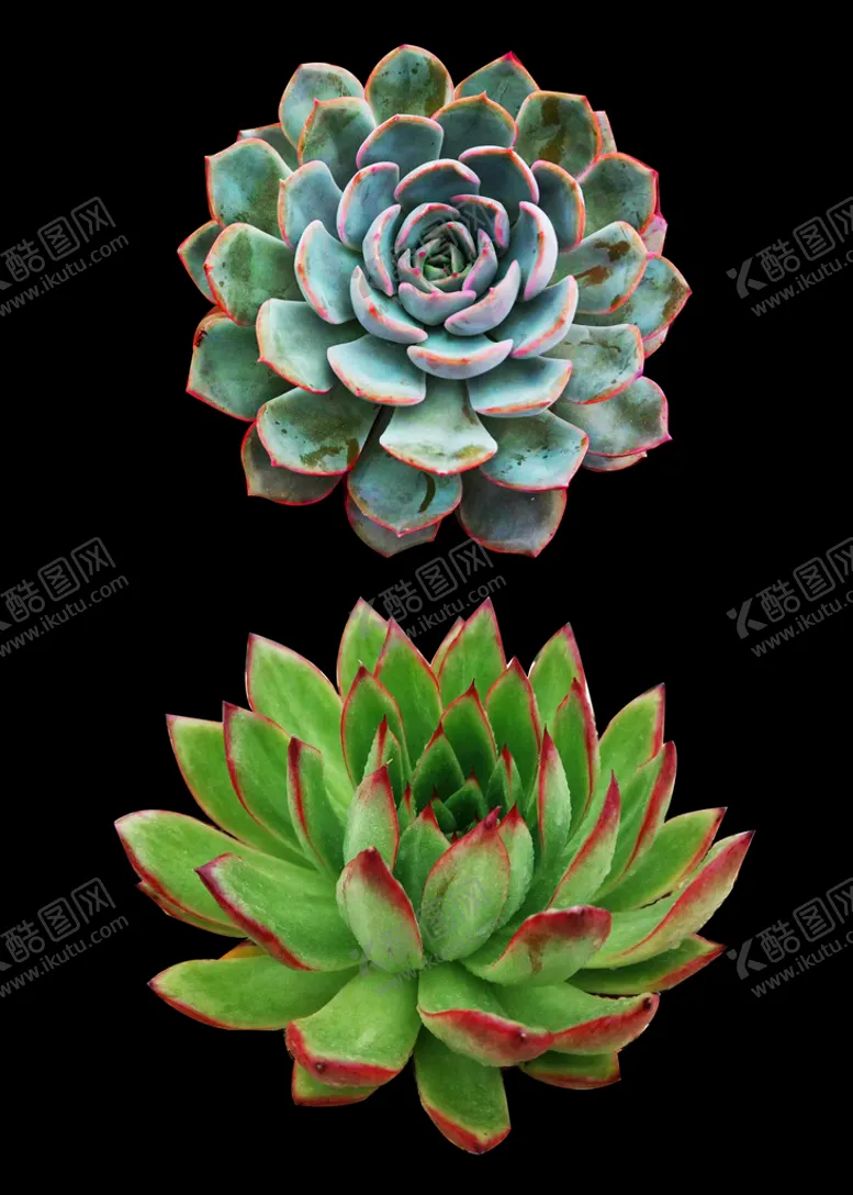编号：57349010031418416218【酷图网】源文件下载-多肉植物