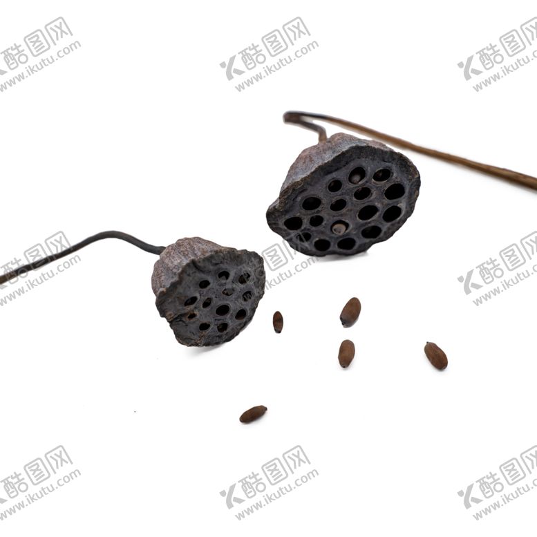 编号：58246006151326538863【酷图网】源文件下载-免抠背景干花枯花