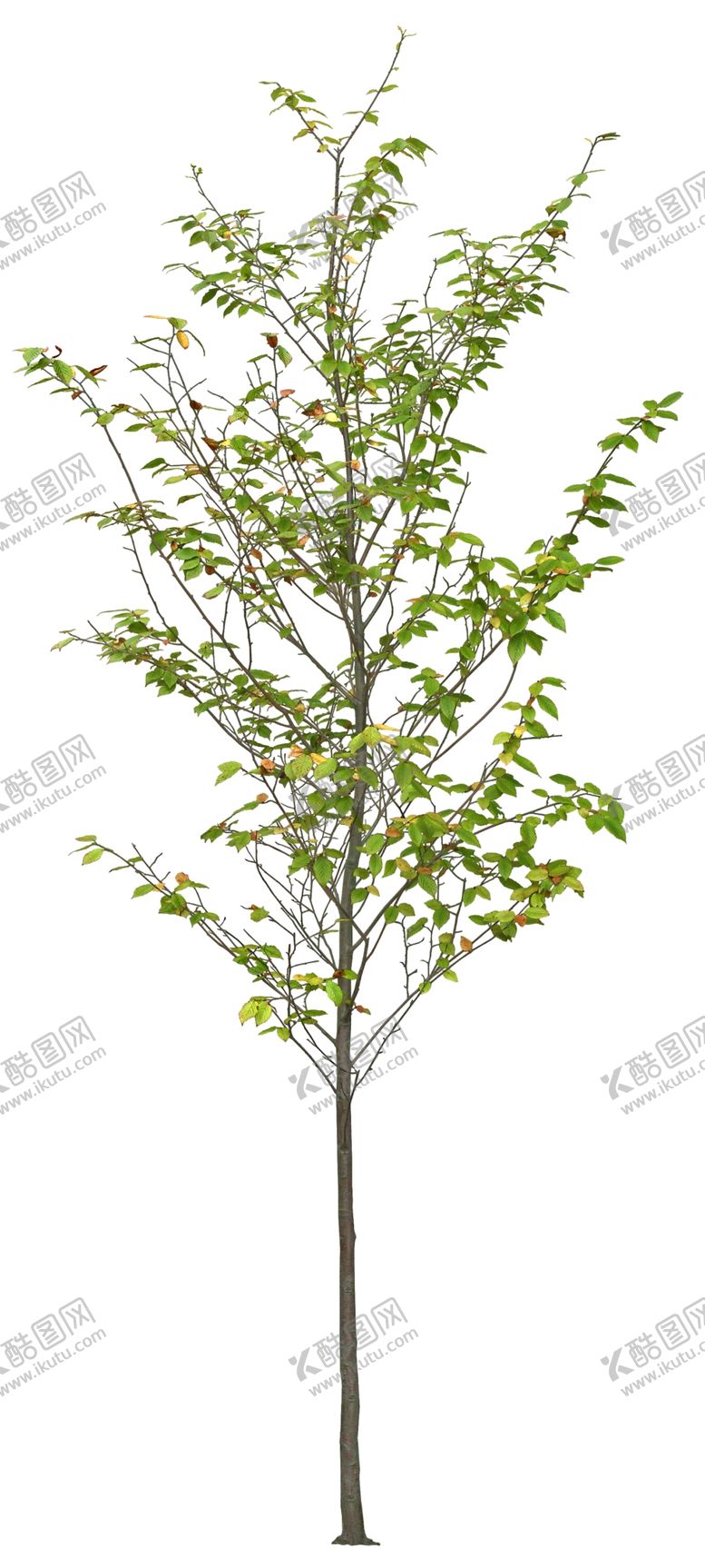 编号：35822305132345205594【酷图网】源文件下载-免扣植物素材图片