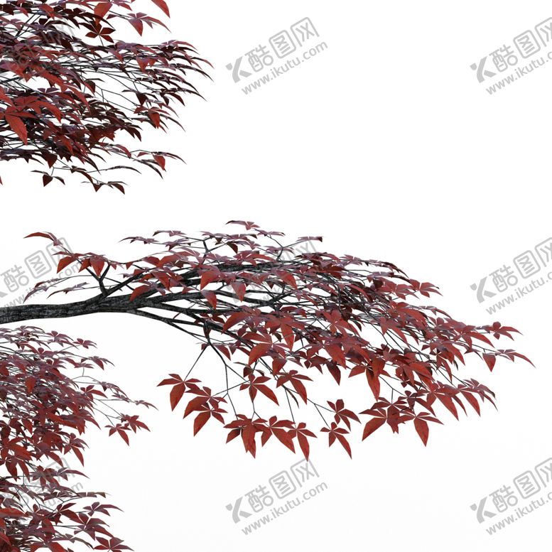 编号：29268012102321375333【酷图网】源文件下载-枫树枫叶